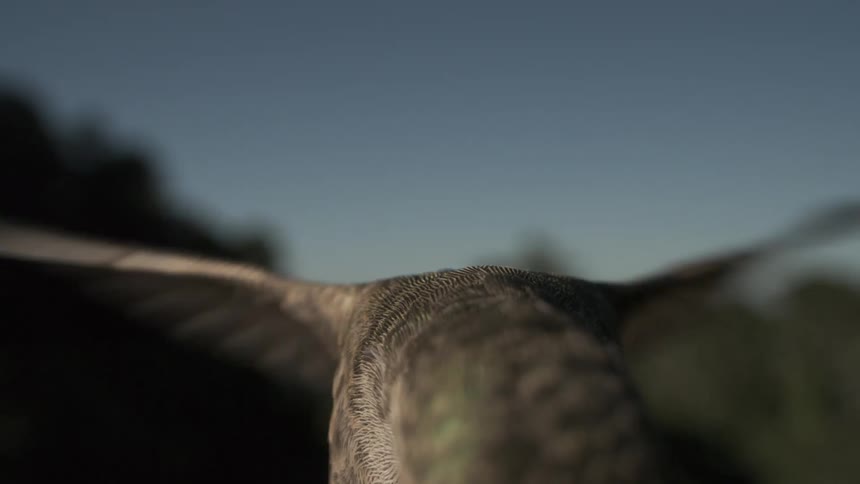 Humming bird flapping its wings strongly in an outdoor landscape