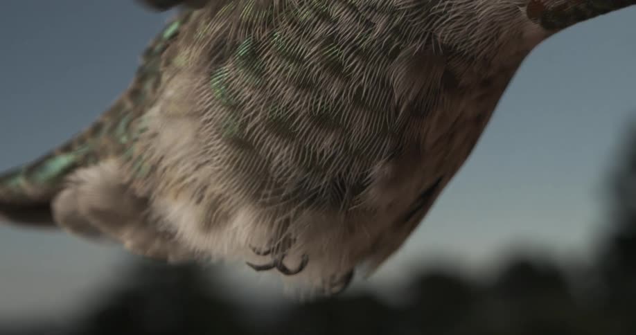 Extreme close up of hummingbirds feathers while in mid flight