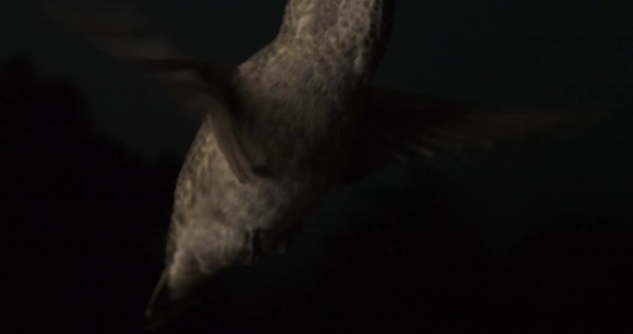 Grey bird is flapping its wings with strength and power