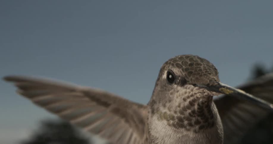 A highly magnified gray hummingbird flaps its wings in mid air