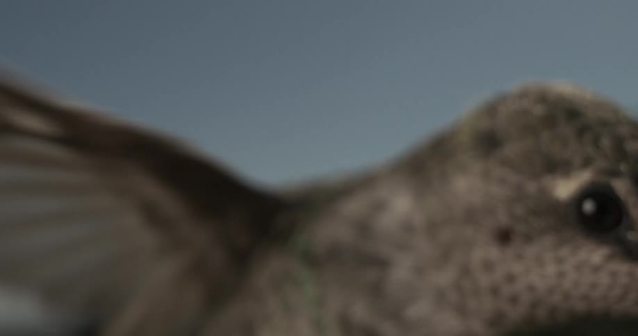 A clip of a bird flying