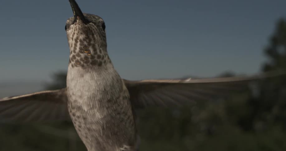 A hummingbird is flapping its wings and staying in one place in the air