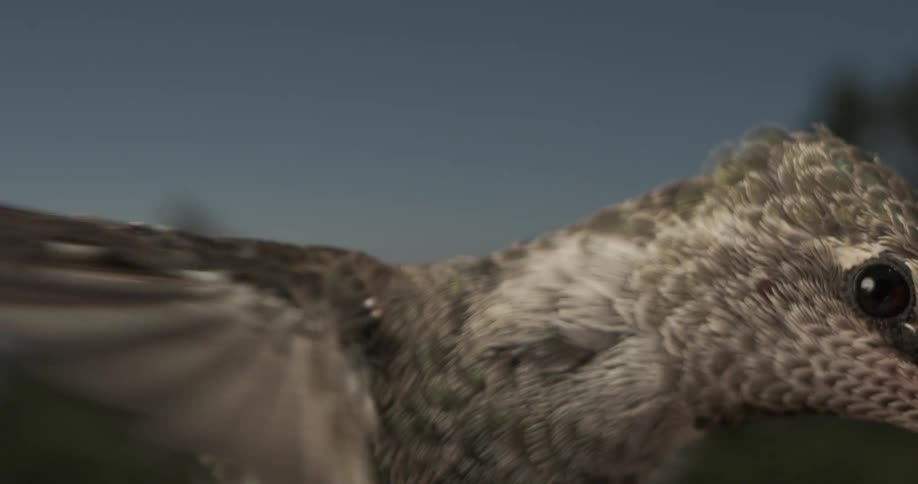 A footage of a bird flying