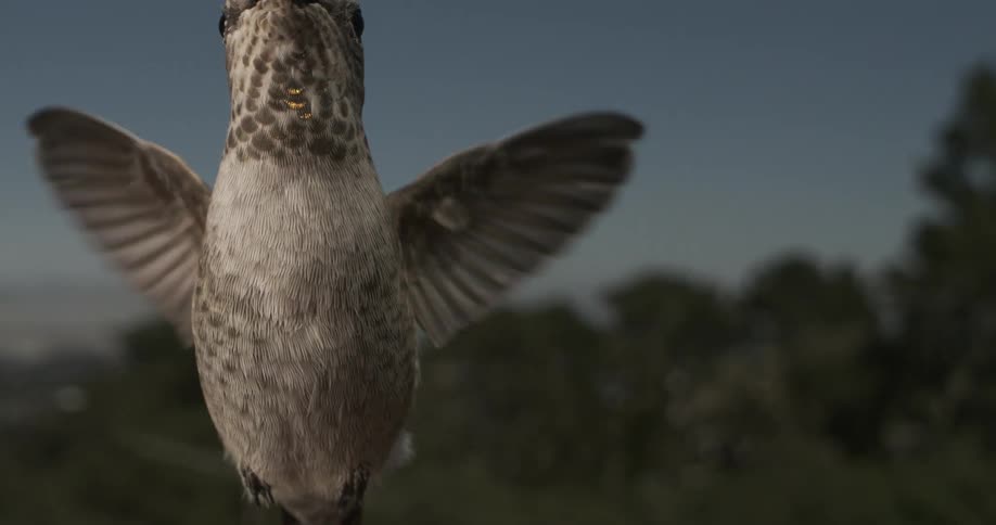 A hummingbird stays mostly in the same spot as it looks up and down