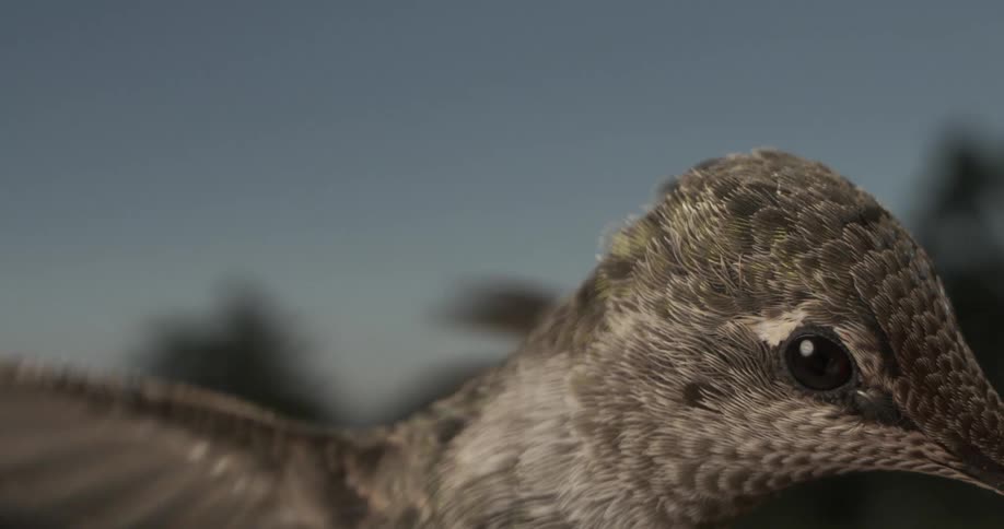 Extreme close up of humming bird flapping its wings while drinking
