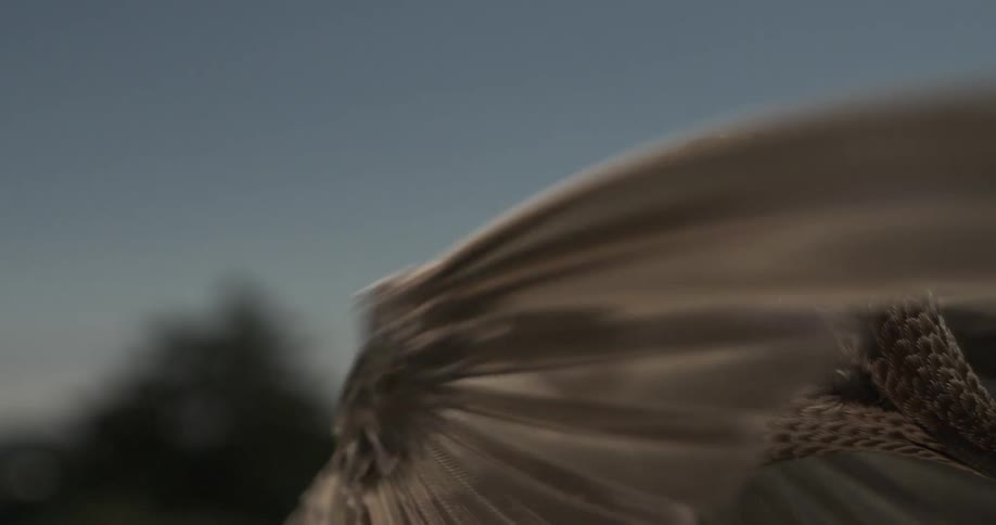 Extreme close up of a bird flapping its wings