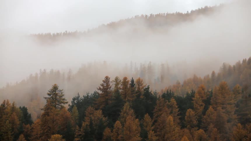 Fog surrounding orange and green trees in forest