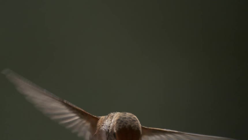 Hummingbird dips its head as it hovers lower