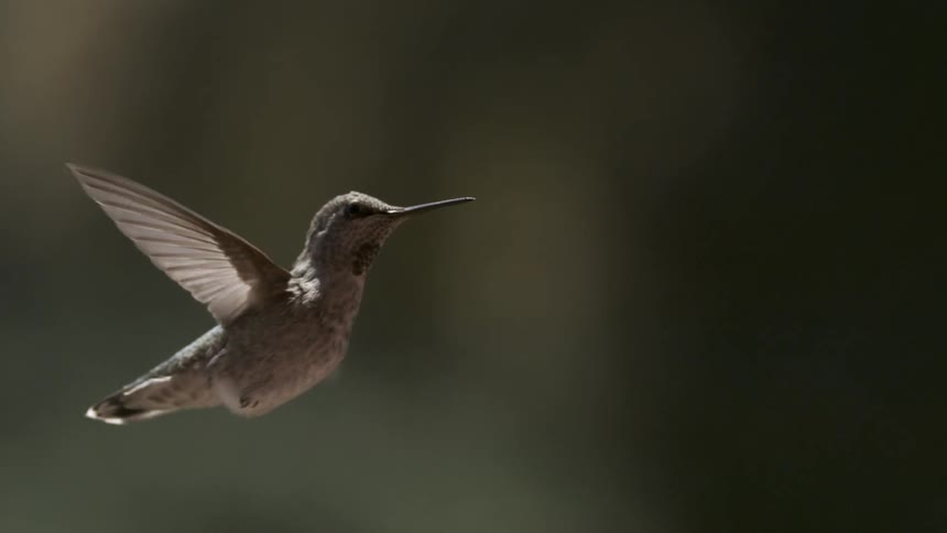 A gray hummingbird flies around a small space outside