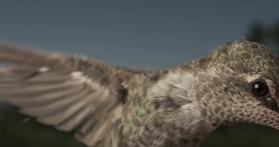 Extreme close up of a hummingbird flapping its wings in slow motion