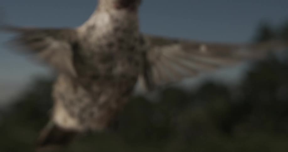 In an extreme closeup a hummingbirds head hovers in slow motion capturing each delicate feather and subtle movement as it flutters in midflight set against a softly blurred background