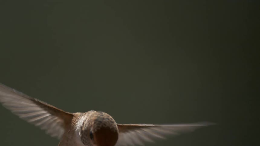 A hummingbird in mid flight with its wings spread and its head turned slightly to the side against a blurred neutral background