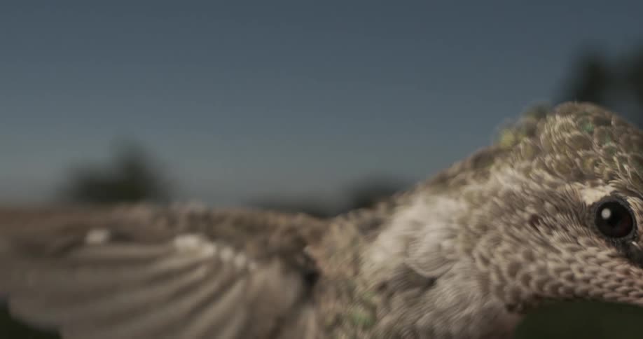 A hummingbirds head and eye with its feathers slightly blurred from motion