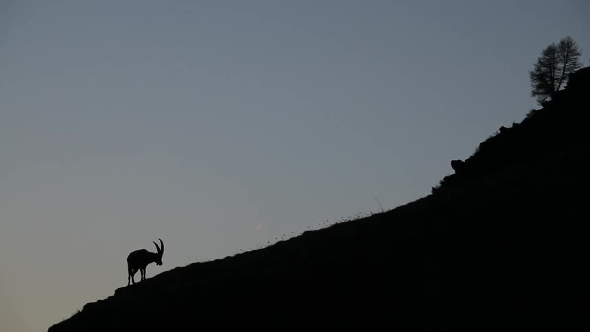 A mountain goat is on the hill at dawn