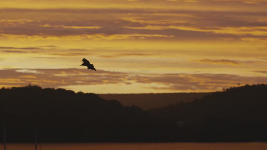 A silhouetted bat flies against a vibrant sunset sky above dark land and water