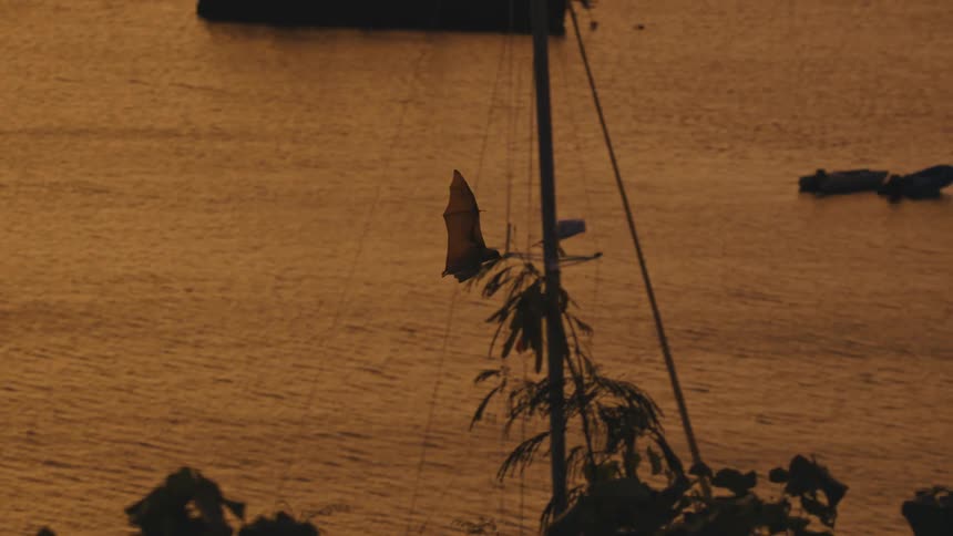 A bat launches from a tree branch above a goldenhued ocean flying toward another branch and passing near anchored sailboats along the shore under a glowing sunset capturing a fleeting tranquil moment of flight