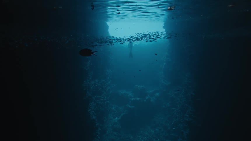 Fish are swimming in clear water