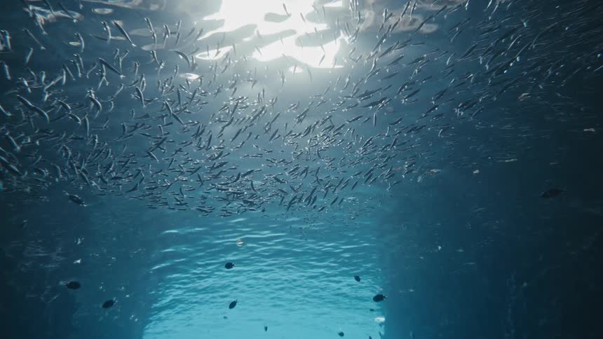Horde of tadpoles on the ocean surface