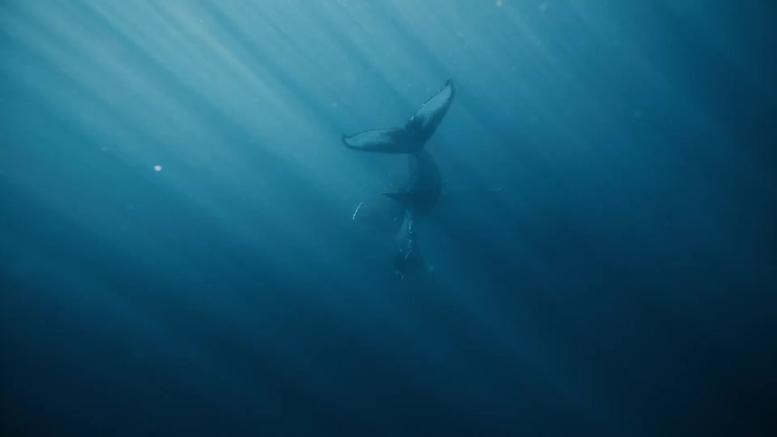 Whales are floating underwater