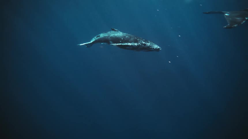 Scuba diver is videotaping aquatic animals in the ocean