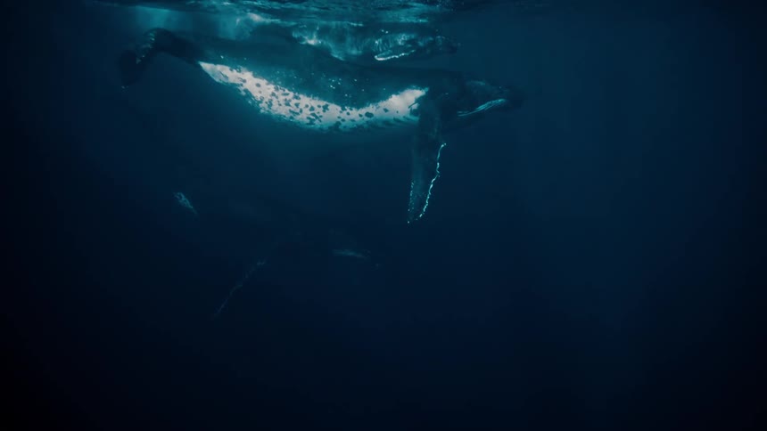 During the night time a whale is swimming in ocean water