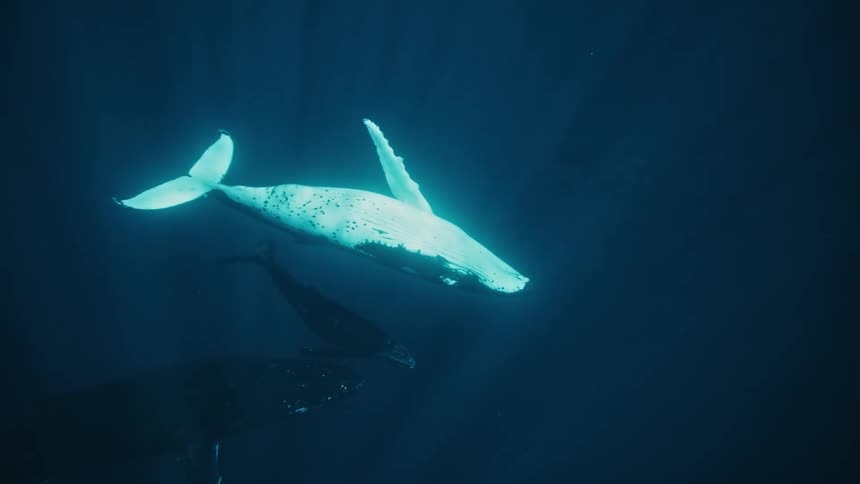 Large whales are floating underwater
