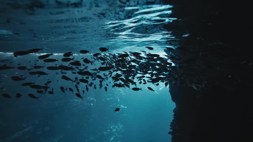 Near the surface of the ocean a group of fish are swimming