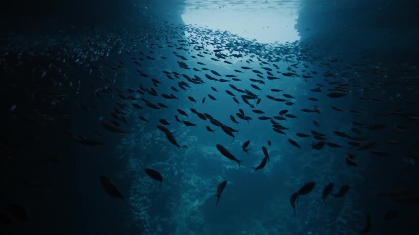 Hundreds of fish are swimming together near the surface of the ocean
