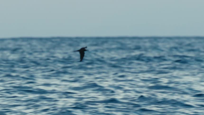 A bird flies over the ocean water