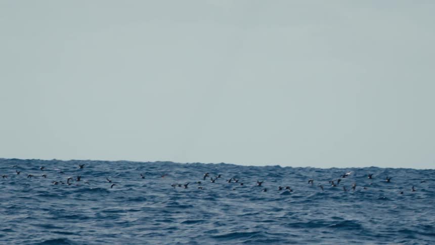 A flock of birds flies above a choppy sea under a cloudy sky