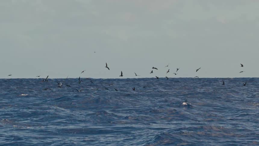 Flock of seabirds flies low near the ocean surface