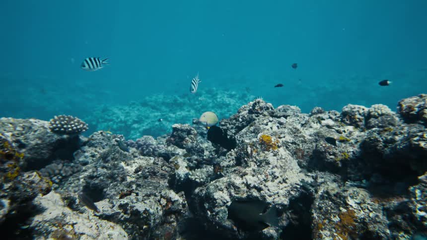 Beneath the surface fish glide among rocky coral formations while the camera drifts overhead revealing a serene marine environment with vibrant sea life against a backdrop of clear blue water