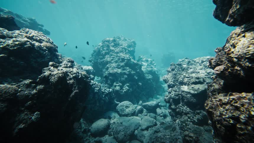 Fish swim close to the rocks