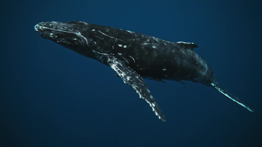 Large aquatic animal is swimming in the ocean water