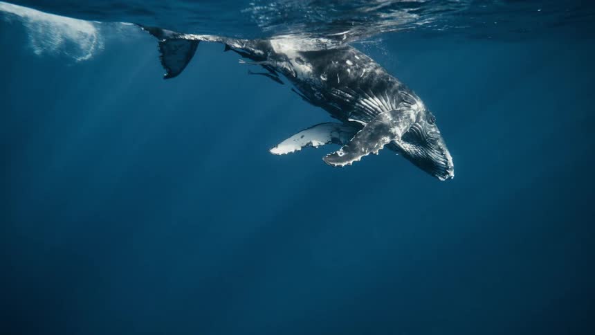 A humpback whale swimming horizontally in deep blue water