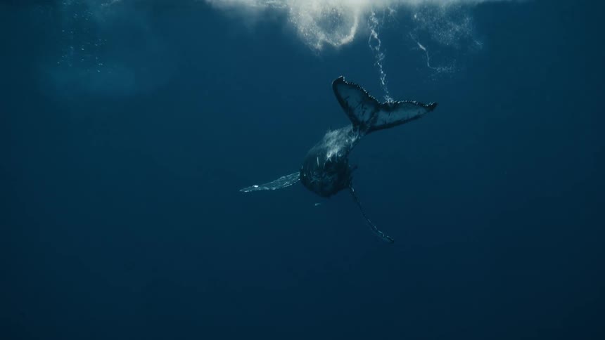 Under the ocean sea an aquatic mammal is swimming