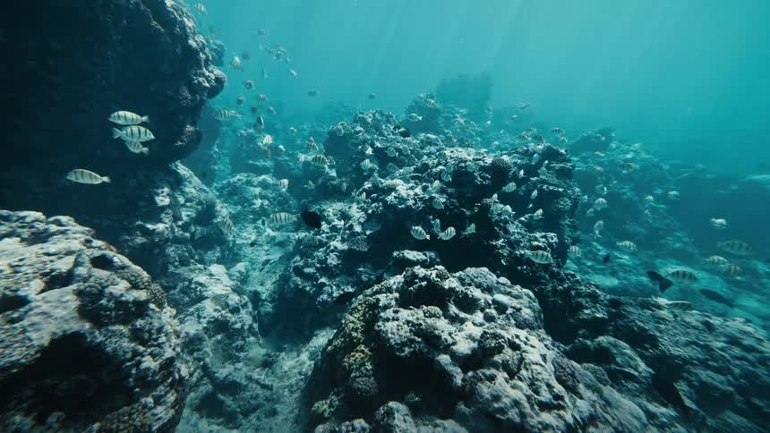 A school of striped fish swimming above a textured coral reef in clear blue water