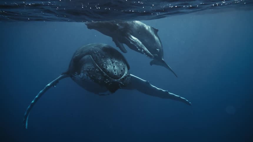 Two large aquatic mammals are swimming near the ocean surface