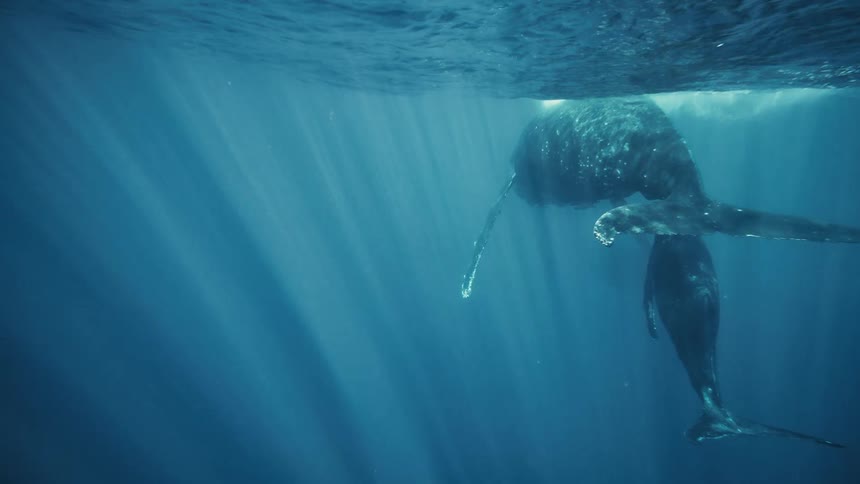 Two large aquatic mammals swimming near the surface of the sea