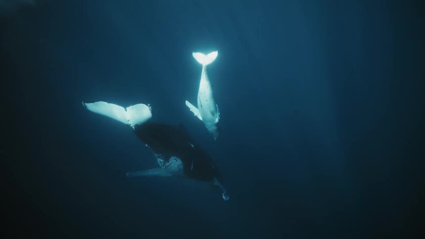 Mother and baby what diving underwater in the ocean