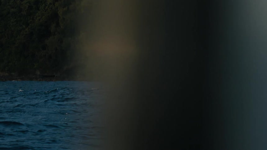 A whale dives under the water by the shore