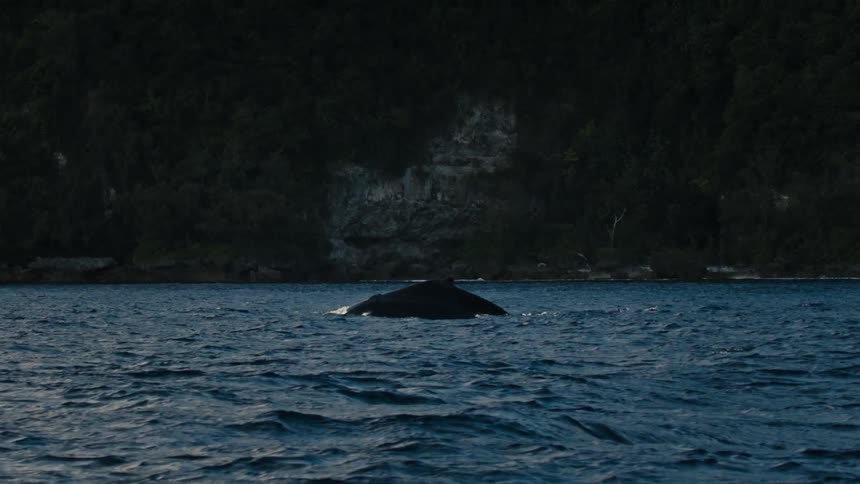 A whale breaches the surface of a choppy dark blue sea exhaling a plume of mist against a backdrop of a shadowy shoreline