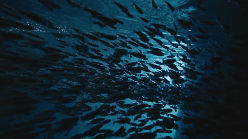 A large group of fish swimming together under ocean water