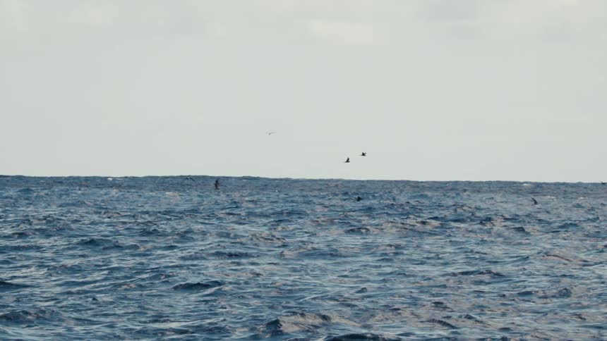 Above the ocean water a flock of birds are flying together