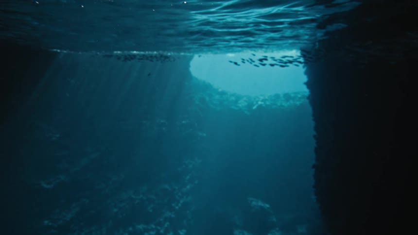 A fish swims down in the dark water