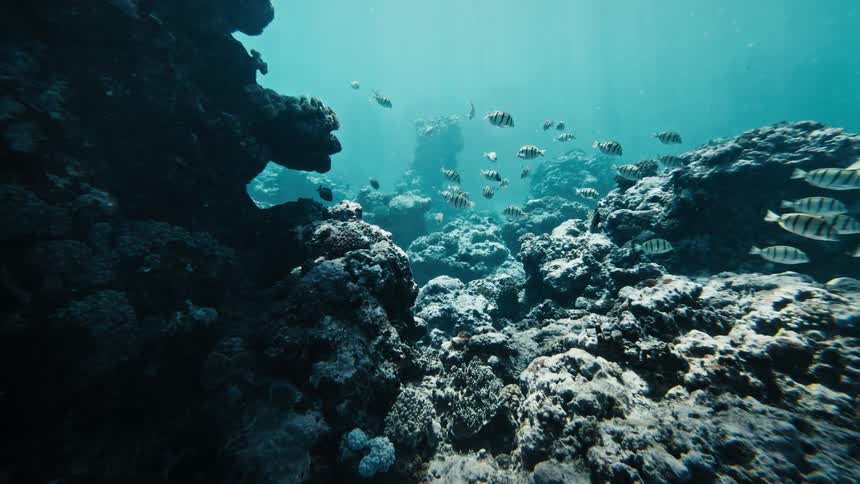 Group of fish swimming through coral reefs in the ocean