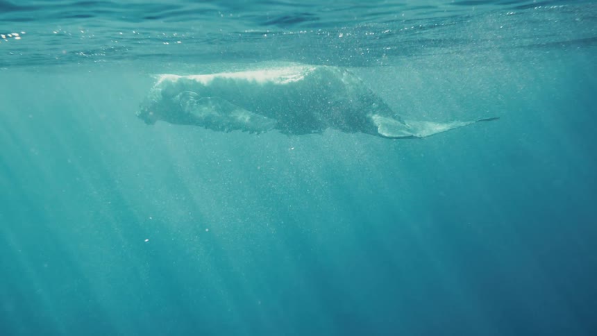 A whale is swimming under ocean water near the surface