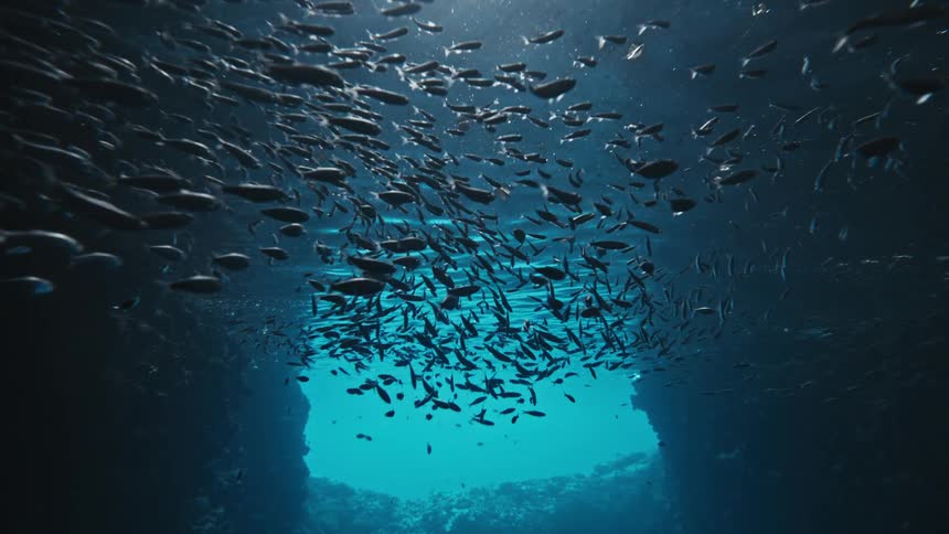From a pov vantage a diver moves through an underwater cave while a shimmering school of fish glides overhead in the bluetinged water with faint light filtering from a distant opening and a gentle current swirling in the depths