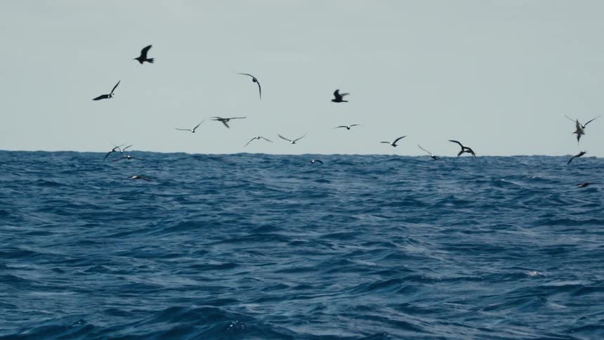 Seagulls glide and circle above the open ocean their silhouettes moving across a gently rippling expanse of water as the distant horizon remains faintly visible under a subdued sky