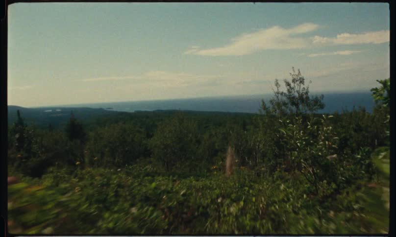 A bird flies up out of the bush